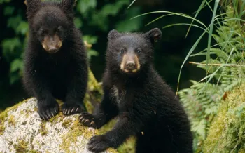 Black bear cubs