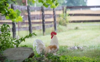 Rooster