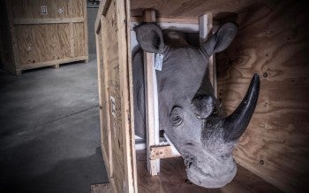 Rhino trophy