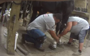 Formac Stables trained horses sored during HSUS UC investigation