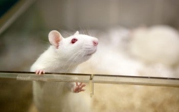 Rat