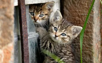 Two cute kittens playing outside