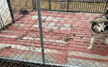 Grime and feces at a kennel