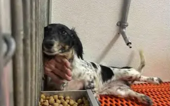 Puppy mill dog in enclosure