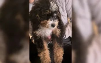 Another sick Petland puppy - photo from Ohio Lawsuit 2025