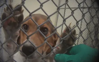 Beagle being experimented on in research lab