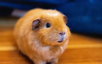 Guinea pig