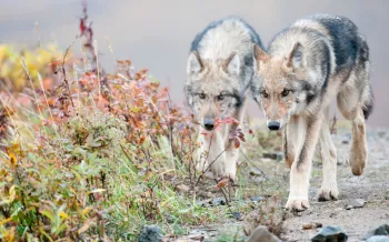Two half-grown Gray Wolves from the Grant Creek Pack walking in Denali National Park