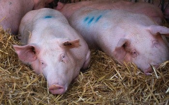 Pigs