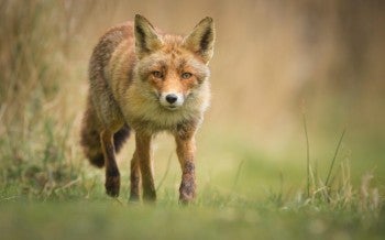 Fox