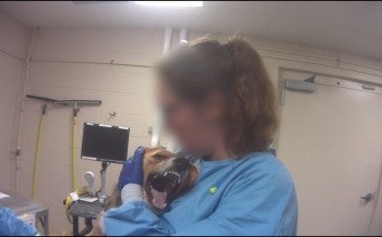 Beagle