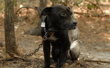 Dog caught up in dogfighting