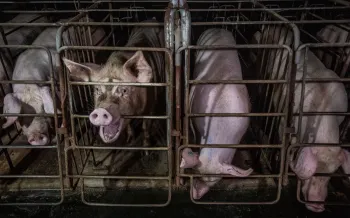 Pigs in gestation crates