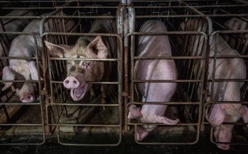 Pigs in gestation crates