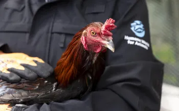 a person holding a chicken
