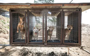 Four dogs trapped in individual metal cages that are lifted off the ground at a dog meat farm.
