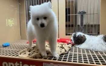 Puppy for sale at pet store.