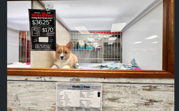 Puppy for sale at pet store.