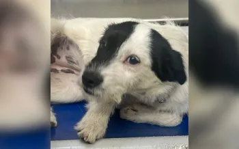 Reward offered in Knox County, TN for information on dog