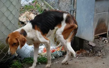 Across Virginia, hunting dogs are abandoned in the woods or relinquished at local animal shelters when they fail to hunt properly, become old, sick or injured. 