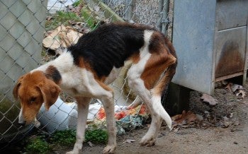 Across Virginia, hunting dogs are abandoned in the woods or relinquished at local animal shelters when they fail to hunt properly, become old, sick or injured.
