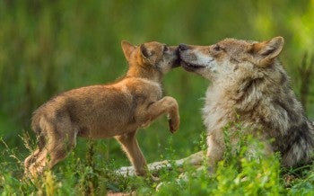 Wolves