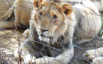 Lions in Cub Petting/Breeding Facility