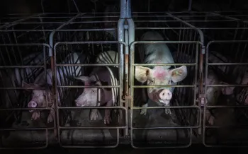 Pigs in gestation crates