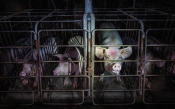 Pigs in gestation crates
