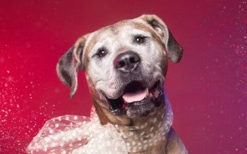 Daisy, rescued from a dog meat far