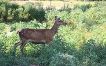 Red Deer CABBR