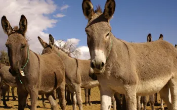 The image features a herd of donkeys standing on a sandy terrain under a clear blue sky. 