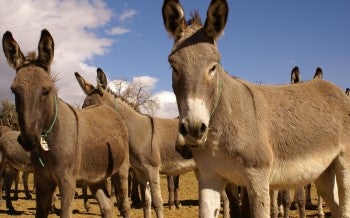 The image features a herd of donkeys standing on a sandy terrain under a clear blue sky.