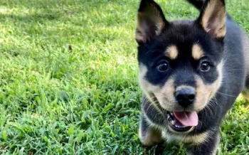 a dog running in the grass