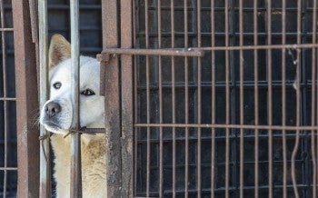 a dog in a cage