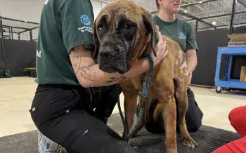 a person holding a dog