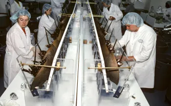 Scientist bleeds Horseshoe Crabs (Limulus polyphemus) to extract blue, copper based blood.