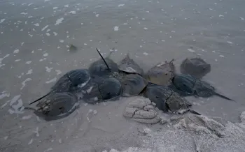 Horseshoe crabs mating in the Delaware Bay