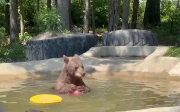 a bear in a wading pool holds a toy ball