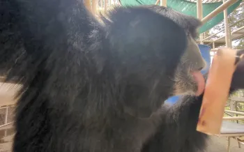 A primate stays cool with a special popsicle