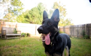 Happy dog