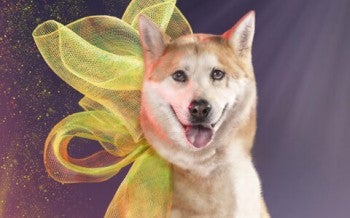Hayden, rescued from a dog meat farm