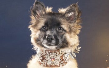 Jiwoo, rescued from the dog meat trade