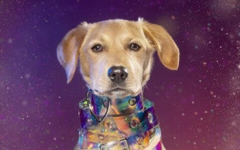 LouLou, rescued from the dog meat trade