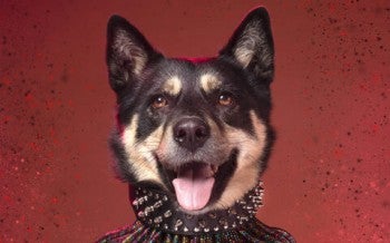 Luna, survivor of the dog meat trade