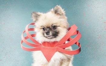 Mila, rescued from the dog meat trade