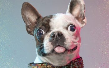 Piglet, rescued from the dog meat trade