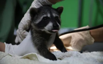 Raccoon at the ARCAS rehabilitation centre in Guatemala before being released to the wild by ARCAS and Humane World for Animals Costa Rica in June 2025