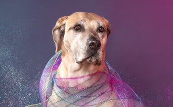 Rosie, rescued from the dog meat trade