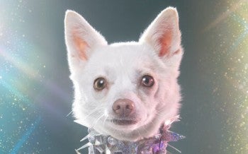 Ruby, survivor of the dog meat trade